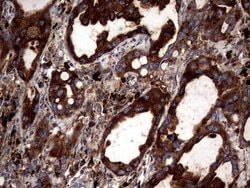 CD63 Monoclonal Antibody (OTI1E10), TrueMAB , OriGene 100 &mu;L; Unconjugated:Antibodies,