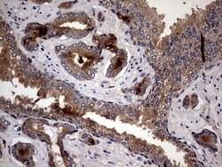 CD63 Monoclonal Antibody (OTI1E10), TrueMAB , OriGene 100 &mu;L; Unconjugated:Antibodies,