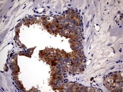 CD63 Monoclonal Antibody (OTI1E10), TrueMAB , OriGene 100 &mu;L; Unconjugated:Antibodies,