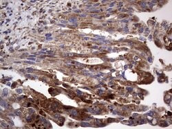 CD63 Mouse anti-Human, Clone: OTI5E5, TrueMAB , Origene 30 &mu;L; Unconjugated:Antibodies,