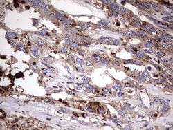 CD63 Mouse anti-Human, Clone: OTI5E5, TrueMAB , Origene 30 &mu;L; Unconjugated:Antibodies,