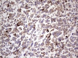 CD63 Monoclonal Antibody (OTI7F1), TrueMAB , OriGene 100 &mu;L; Unconjugated:Antibodies,