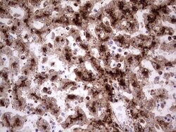 CD63 Mouse anti-Human, Clone: OTI7F1, lyophilized, TrueMAB 100 &mu;g; Unconjugated:Antibodies,