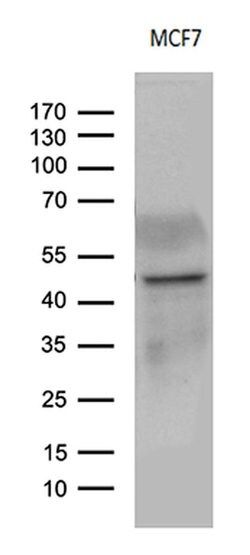 CD63 Monoclonal Antibody (OTI1E7), TrueMAB , OriGene:Antibodies:Primary