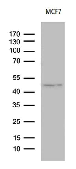 CD63 Monoclonal Antibody (OTI1E10), TrueMAB , OriGene 100 &mu;L; Unconjugated:Antibodies,