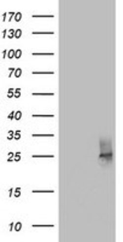 CD63 Mouse anti-Human, Clone: OTI2D5, lyophilized, TrueMAB 100 &mu;g; Unconjugated:Antibodies,