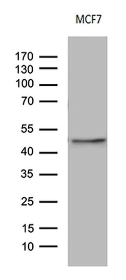 CD63 Monoclonal Antibody (OTI6D6), TrueMAB , OriGene 100 &mu;L; Unconjugated:Antibodies,