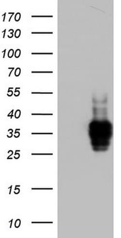 CD63 Mouse anti-Human, Clone: OTI5E5, TrueMAB , Origene 30 &mu;L; Unconjugated:Antibodies,