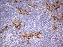 CD68 Monoclonal Antibody (OTI2H10), TrueMAB , OriGene:Antibodies:Primary