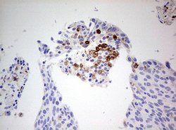 CD68 Mouse anti-Human, Clone: OTI8A4, lyophilized, TrueMAB 100 &mu;g; Unconjugated:Antibodies,