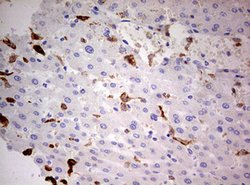 CD68 Mouse anti-Human, Clone: OTI8A4, lyophilized, TrueMAB 100 &mu;g; Unconjugated:Antibodies,