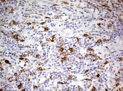 CD68 Mouse anti-Human, Clone: OTI8A4, lyophilized, TrueMAB 100 &mu;g; Unconjugated:Antibodies,