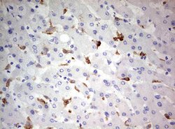 CD68 Mouse anti-Human, Clone: OTI8A4, lyophilized, TrueMAB 100 &mu;g; Unconjugated:Antibodies,