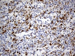 CD68 Monoclonal Antibody (OTI2E2), TrueMAB , OriGene 100 &mu;L; Unconjugated:Antibodies,