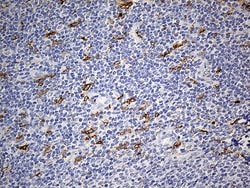 CD68 Monoclonal Antibody (OTI2E2), TrueMAB , OriGene 100 &mu;L; Unconjugated:Antibodies,