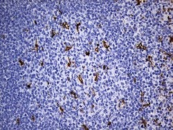 CD68 Monoclonal Antibody (OTI2E2), TrueMAB , OriGene 100 &mu;L; Unconjugated:Antibodies,