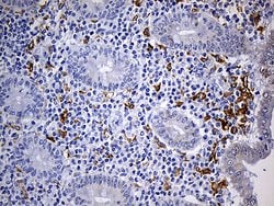 CD68 Monoclonal Antibody (OTI2E2), TrueMAB , OriGene 100 &mu;L; Unconjugated:Antibodies,