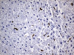 CD68 Monoclonal Antibody (OTI2E2), TrueMAB , OriGene 100 &mu;L; Unconjugated:Antibodies,