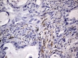 CD68 Monoclonal Antibody (OTI12C5), TrueMAB , OriGene 100 &mu;L; Unconjugated:Antibodies,