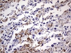 CD68 Monoclonal Antibody (OTI12C5), TrueMAB , OriGene 100 &mu;L; Unconjugated:Antibodies,