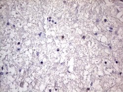 CD68 Monoclonal Antibody (OTI12C5), TrueMAB , OriGene 100 &mu;L; Unconjugated:Antibodies,