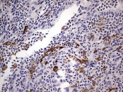 CD68 Monoclonal Antibody (OTI12C5), TrueMAB , OriGene 100 &mu;L; Unconjugated:Antibodies,