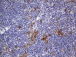 CD68 Monoclonal Antibody (OTI12C5), TrueMAB , OriGene 100 &mu;L; Unconjugated:Antibodies,