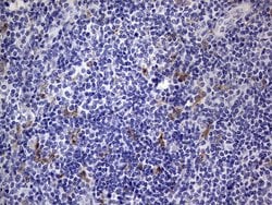 CD68 Monoclonal Antibody (OTI12C5), TrueMAB , OriGene 100 &mu;L; Unconjugated:Antibodies,