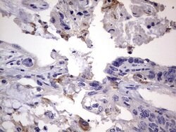 CD68 Monoclonal Antibody (OTI12C5), TrueMAB , OriGene 100 &mu;L; Unconjugated:Antibodies,