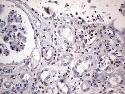 CD68 Monoclonal Antibody (OTI12C5), TrueMAB , OriGene 100 &mu;L; Unconjugated:Antibodies,