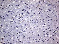 CD68 Monoclonal Antibody (OTI12C5), TrueMAB , OriGene 100 &mu;L; Unconjugated:Antibodies,