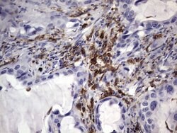 CD68 Mouse anti-Human, Clone: OTI1E6, lyophilized, TrueMAB 100 &mu;g; Unconjugated:Antibodies,