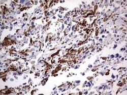 CD68 Mouse anti-Human, Clone: OTI1E6, lyophilized, TrueMAB 100 &mu;g; Unconjugated:Antibodies,