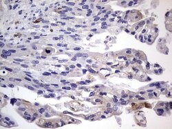 CD68 Mouse anti-Human, Clone: OTI1E6, lyophilized, TrueMAB 100 &mu;g; Unconjugated:Antibodies,