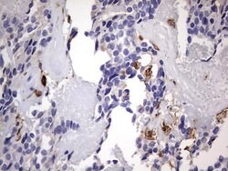 CD68 Mouse anti-Human, Clone: OTI1E6, lyophilized, TrueMAB 100 &mu;g; Unconjugated:Antibodies,
