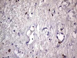 CD68 Mouse anti-Human, Clone: OTI1E6, lyophilized, TrueMAB 100 &mu;g; Unconjugated:Antibodies,