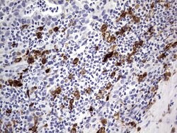CD68 Mouse anti-Human, Clone: OTI1E6, lyophilized, TrueMAB 100 &mu;g; Unconjugated:Antibodies,