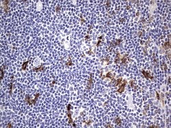 CD68 Mouse anti-Human, Clone: OTI1E6, lyophilized, TrueMAB 100 &mu;g; Unconjugated:Antibodies,