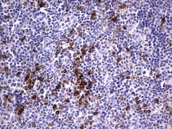 CD68 Mouse anti-Human, Clone: OTI1E6, lyophilized, TrueMAB 100 &mu;g; Unconjugated:Antibodies,