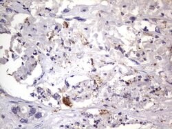 CD68 Mouse anti-Human, Clone: OTI1E6, lyophilized, TrueMAB 100 &mu;g; Unconjugated:Antibodies,