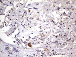 CD68 Monoclonal Antibody (OTI1E6), TrueMAB , OriGene 100 &mu;L; Unconjugated:Antibodies,