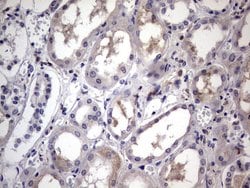 CD68 Mouse anti-Human, Clone: OTI1E6, lyophilized, TrueMAB 100 &mu;g; Unconjugated:Antibodies,