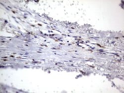 CD68 Monoclonal Antibody (OTI1E6), TrueMAB , OriGene 100 &mu;L; Unconjugated:Antibodies,