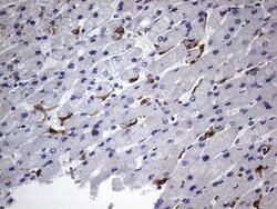 CD68 Mouse anti-Human, Clone: OTI1E6, lyophilized, TrueMAB 100 &mu;g; Unconjugated:Antibodies,