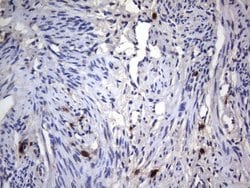 CD68 Mouse anti-Human, Clone: KP1, liquid, TrueMAB 100 &mu;L; Unconjugated:Antibodies,