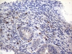 CD68 Mouse anti-Human, Clone: KP1, liquid, TrueMAB 100 &mu;L; Unconjugated:Antibodies,