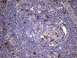 CD68 Mouse anti-Human, Clone: KP1, liquid, TrueMAB 100 &mu;L; Unconjugated:Antibodies,
