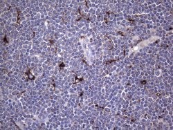 CD68 Mouse anti-Human, Clone: KP1, liquid, TrueMAB 100 &mu;L; Unconjugated:Antibodies,
