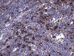 CD68 Mouse anti-Human, Clone: KP1, liquid, TrueMAB 100 &mu;L; Unconjugated:Antibodies,