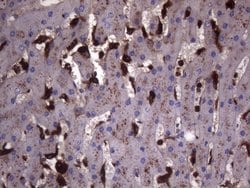 CD68 Mouse anti-Human, Clone: KP1, liquid, TrueMAB 100 &mu;L; Unconjugated:Antibodies,